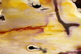 Colorful, Polished Mookaite Jasper Section - Australia #132410-1